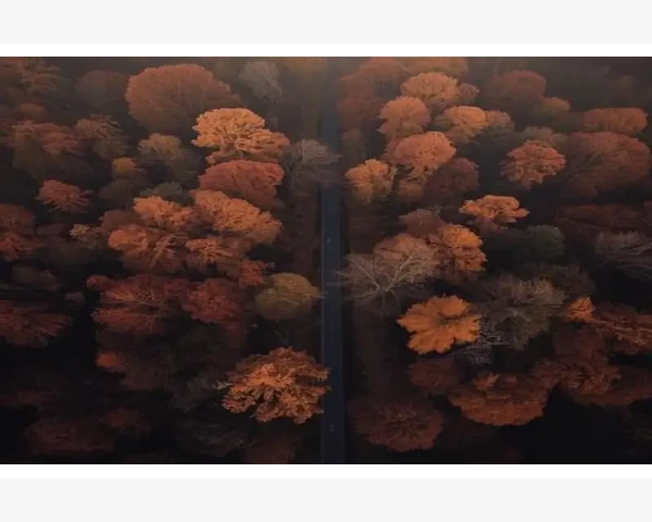 增发吃什么好？提高头发健康的中医秘诀